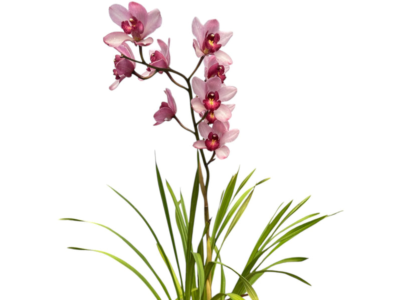 Cymbidium Especial x Ja608