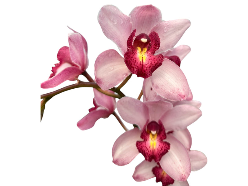 Cymbidium Especial x Ja608