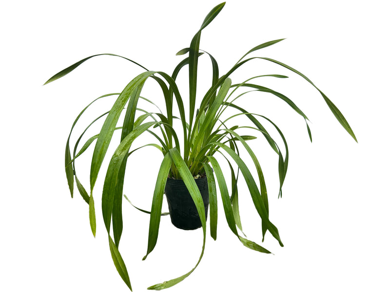 Cymbidium Fair Delight