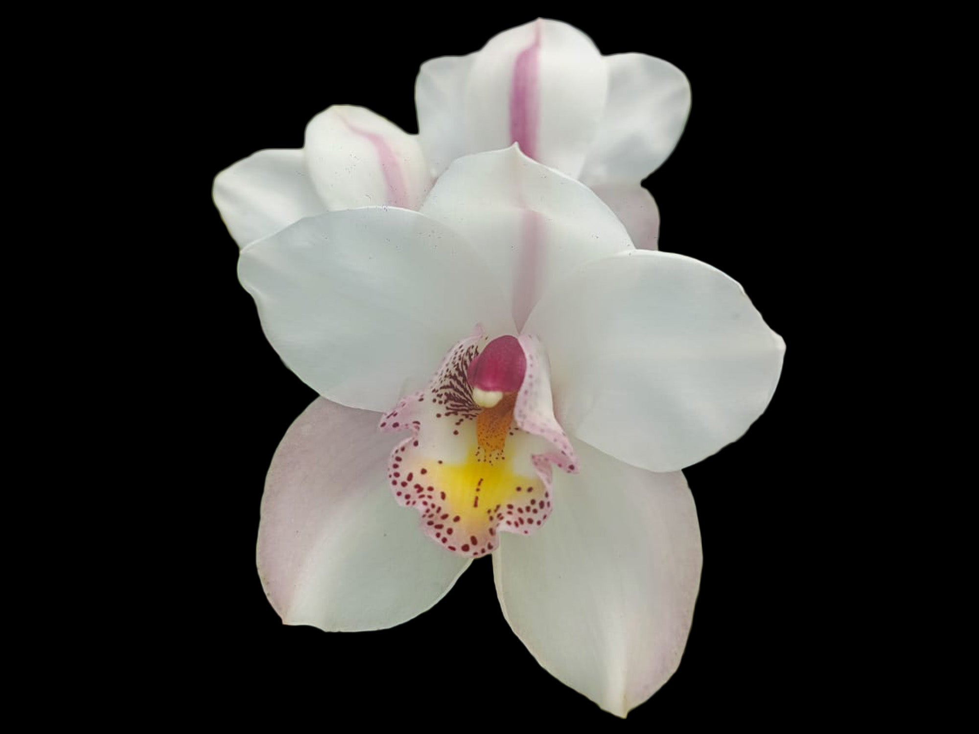 Cymbidium Fair Delight