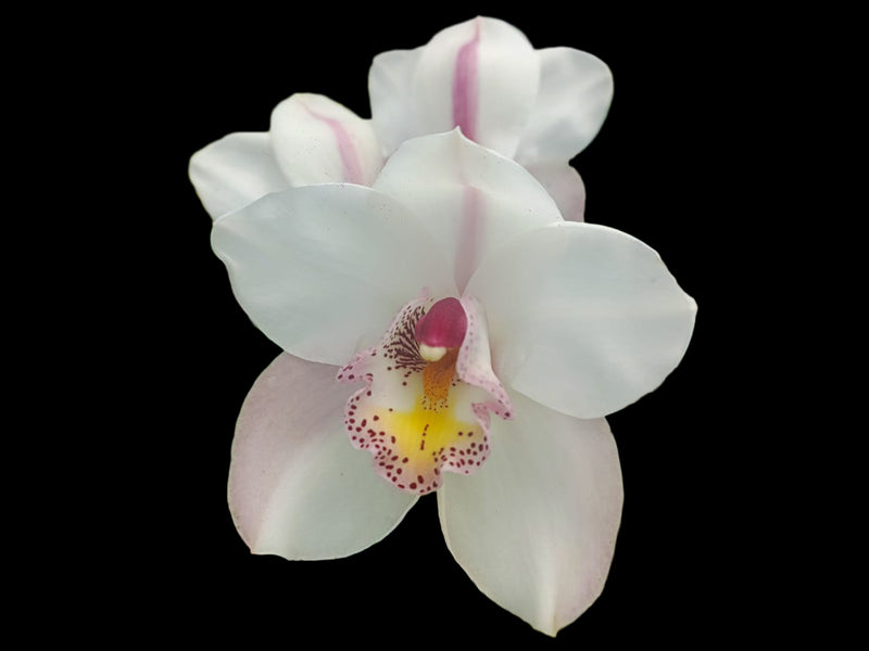 Cymbidium Fair Delight