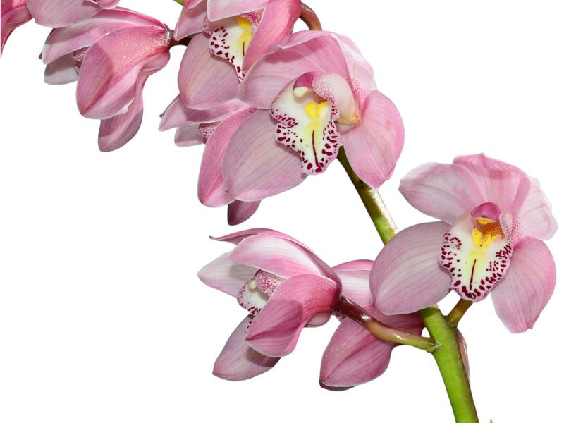 Cymbidium Flamingo h00241