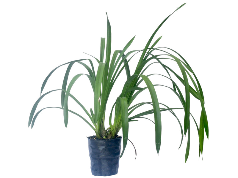 Cymbidium Flamingo h00241 (medium)