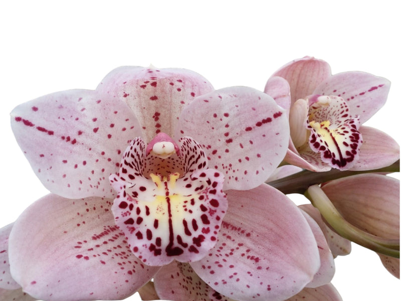 Cymbidium Forest Place 'Queens Jewel'