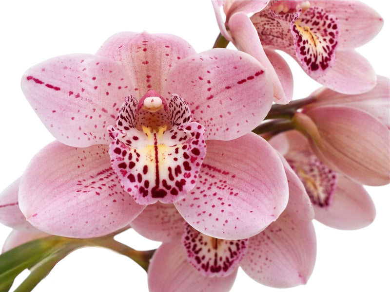 Cymbidium Forest Place 'Queens Jewel' (medium)