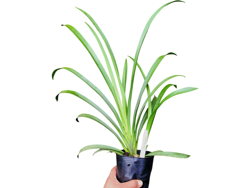 Cymbidium Foxfire Amber 'Dural' (medium)