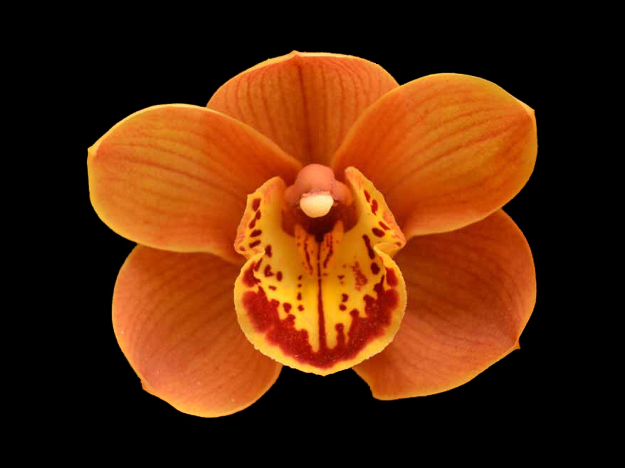 Cymbidium Foxfire Amber 'Dural' (medium)