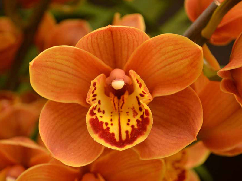 Cymbidium Foxfire Amber 'Dural' (medium)