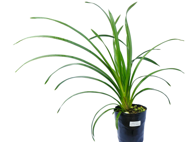 Cymbidium Fresita Big Especial (hp) (medium)