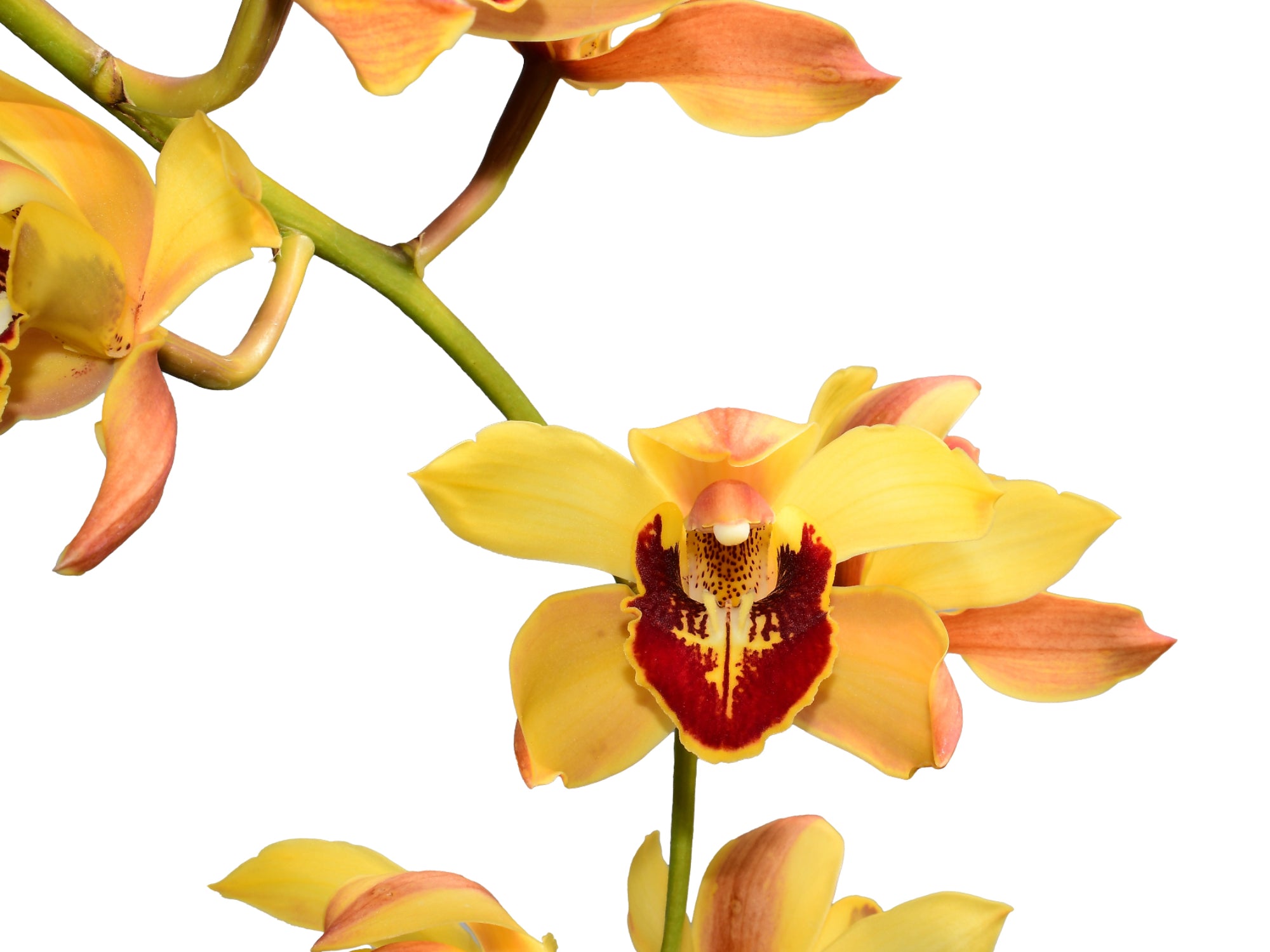 Cymbidium Gigli