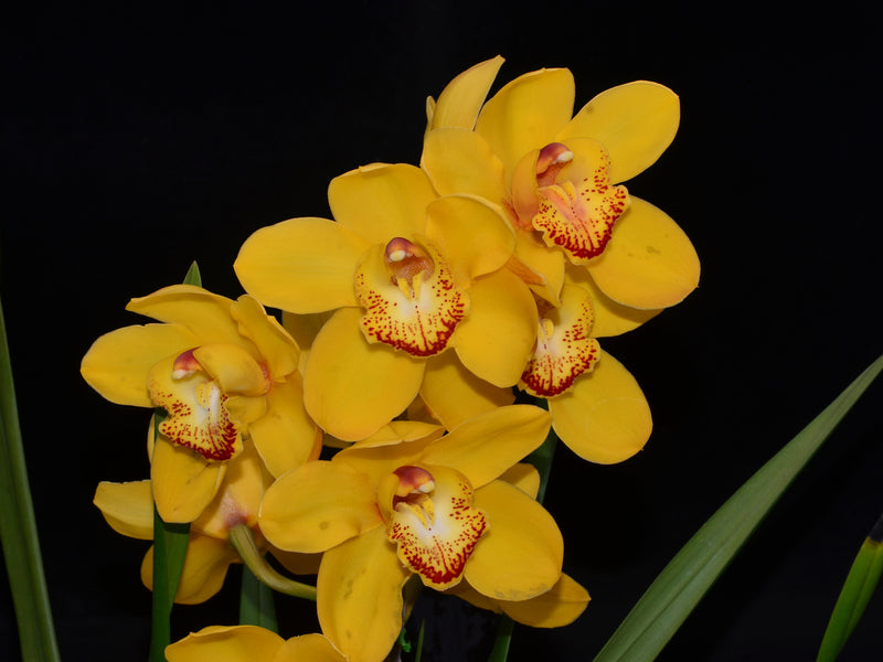 Cymbidium Gladys Eljuri