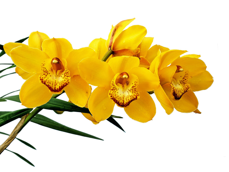 Cymbidium Gladys Eljuri