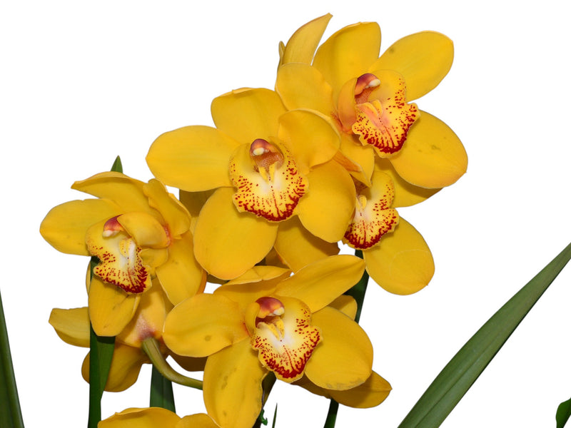 Cymbidium Gladys Eljuri (medium)
