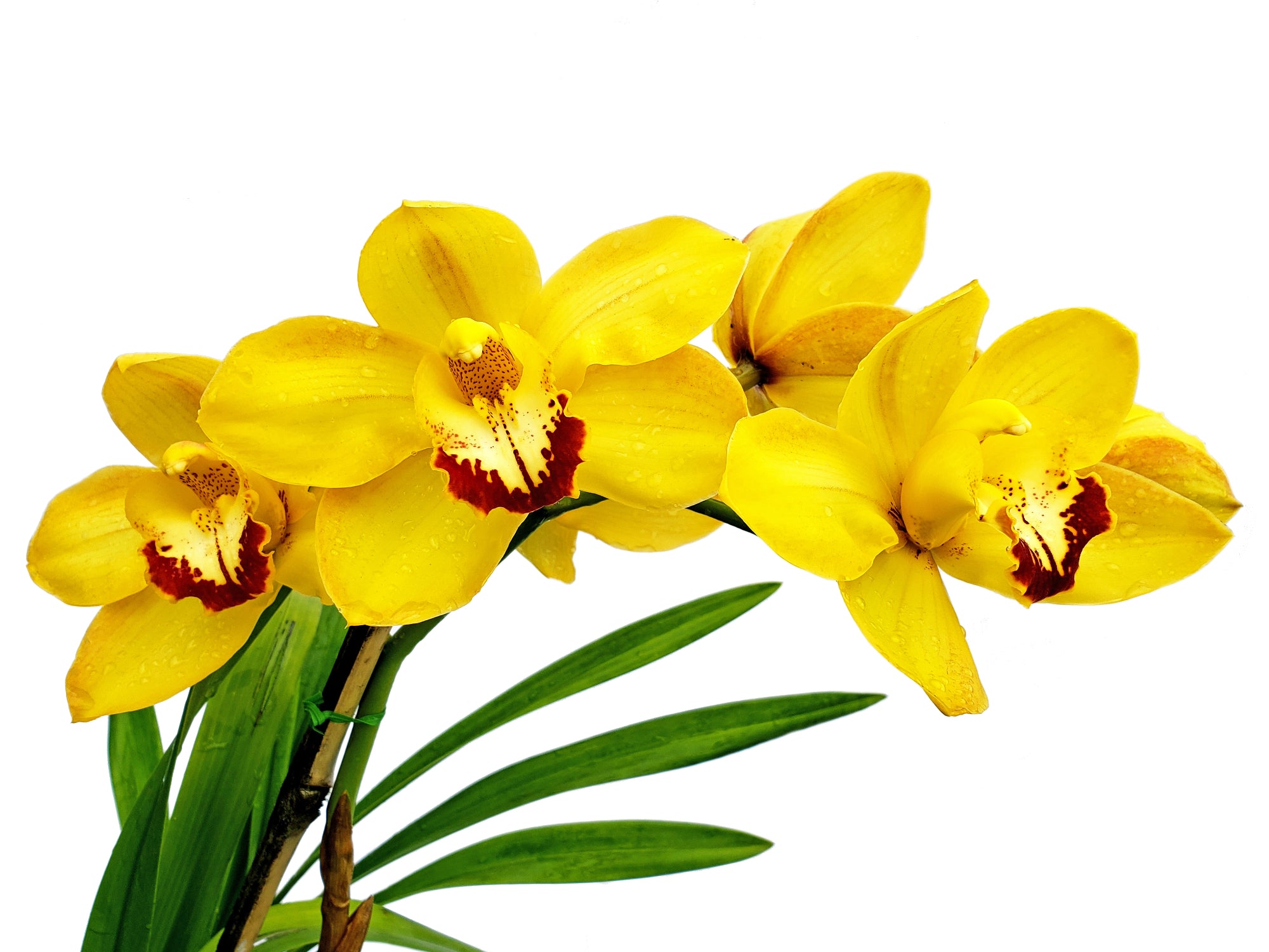 Cymbidium Gold Nugget (medium)