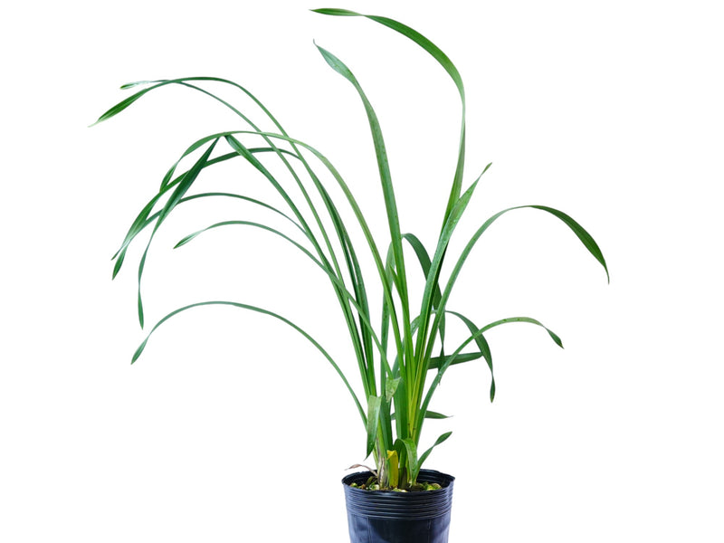 Cymbidium Gold Nugget (medium)