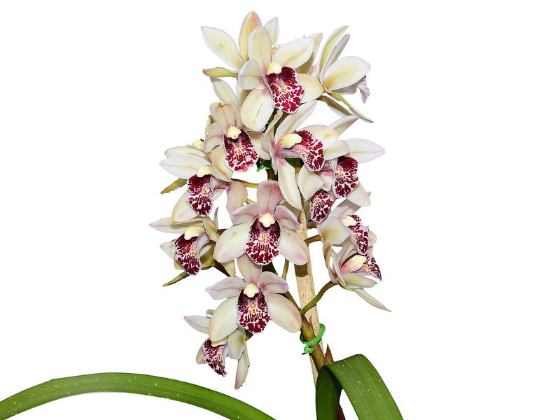Cymbidium Golden Embers (medium)