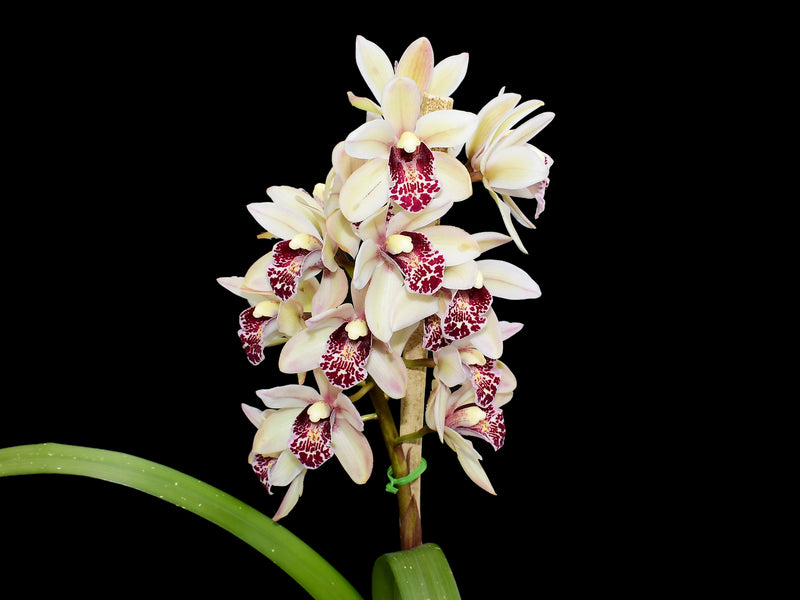 Cymbidium Golden Embers (medium)