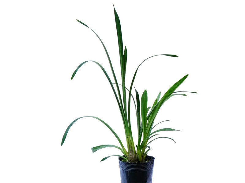 Cymbidium Green Glass Kimberly M390 (medium)