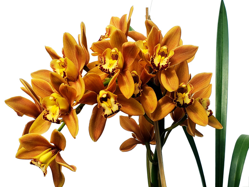 Cymbidium Green Glass Kimberly M390