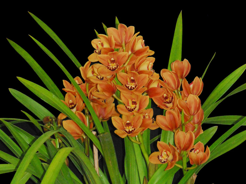 Cymbidium Green Glass Kimberly M390