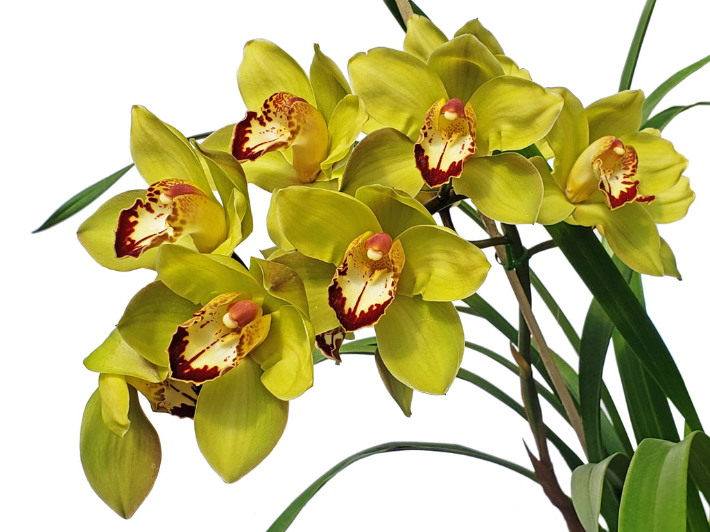 Cymbidium Greenzelle Hot Shot Ghs02 H00745 — Ecuagenera Orquídeas