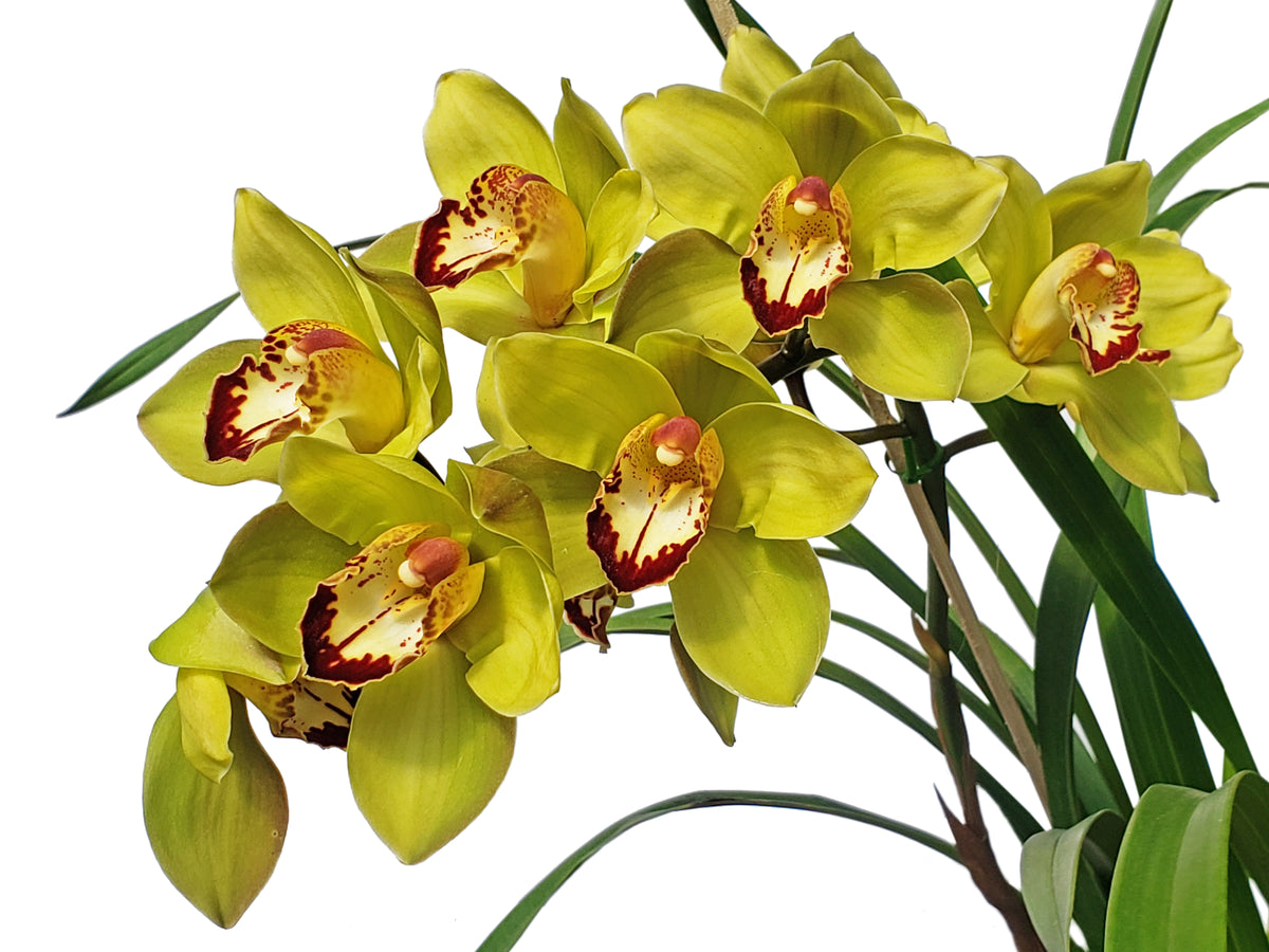 Cymbidium_Greenzelle_Hot_Shot_