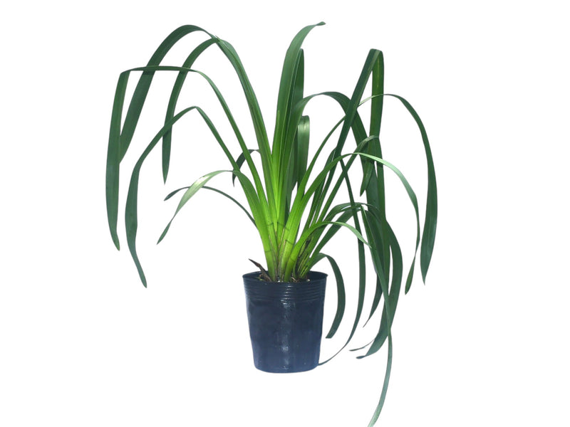 Cymbidium Greenzelle Hot Shot Ghs02 H00745 (medium)