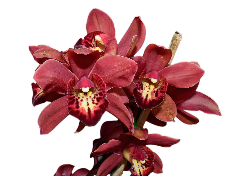 Cymbidium Gualaceo Sunset (hp)