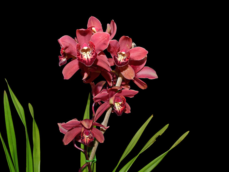 Cymbidium Gualaceo Sunset (hp)