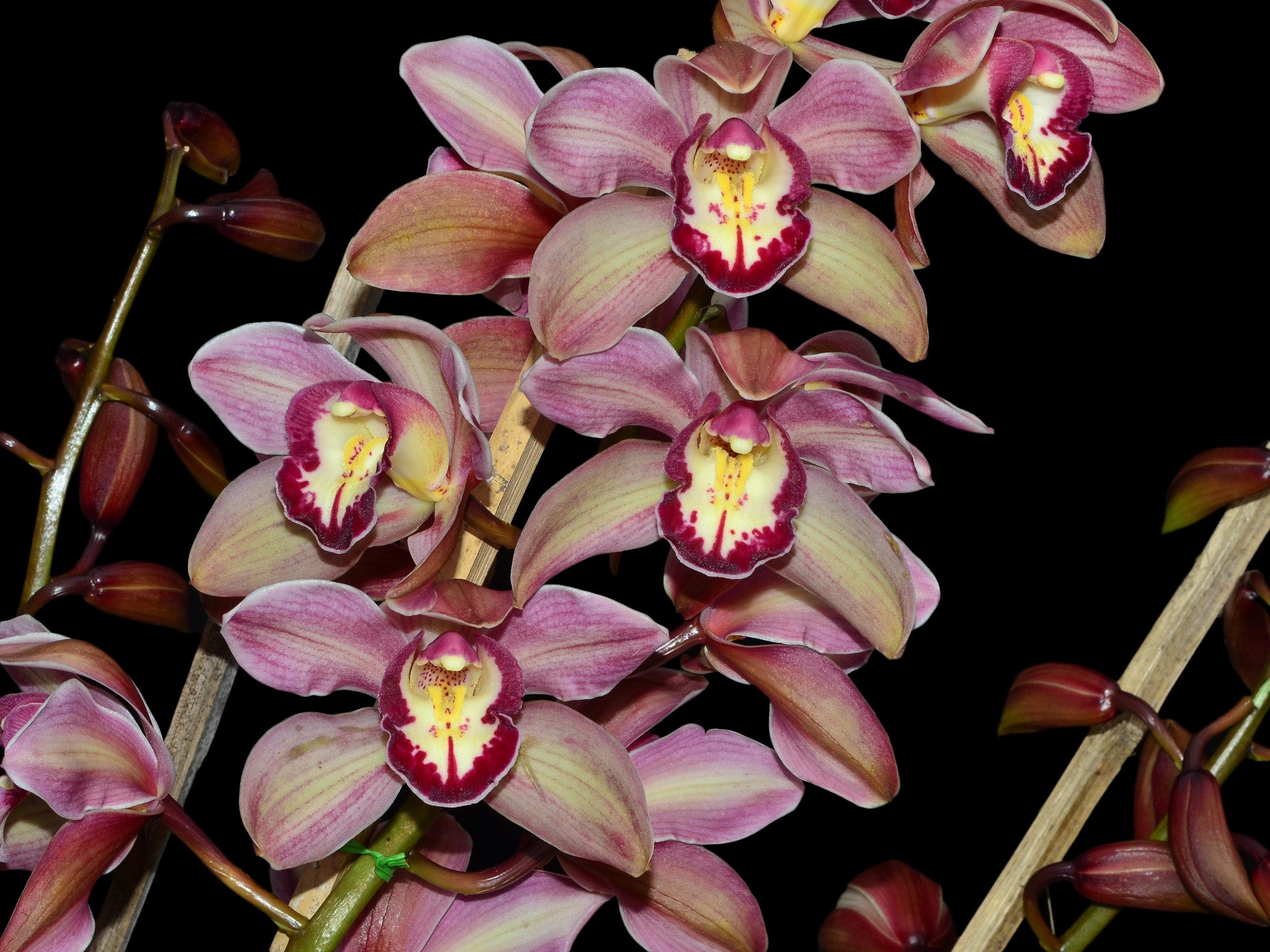 Cymbidium Hazel Tyers 'Santa Maria'