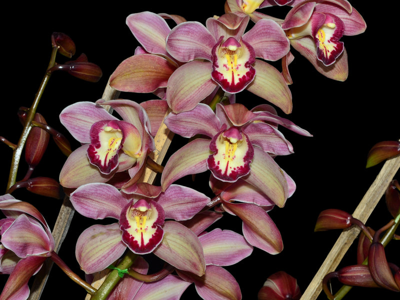 Cymbidium Hazel Tyers 'Santa Maria'