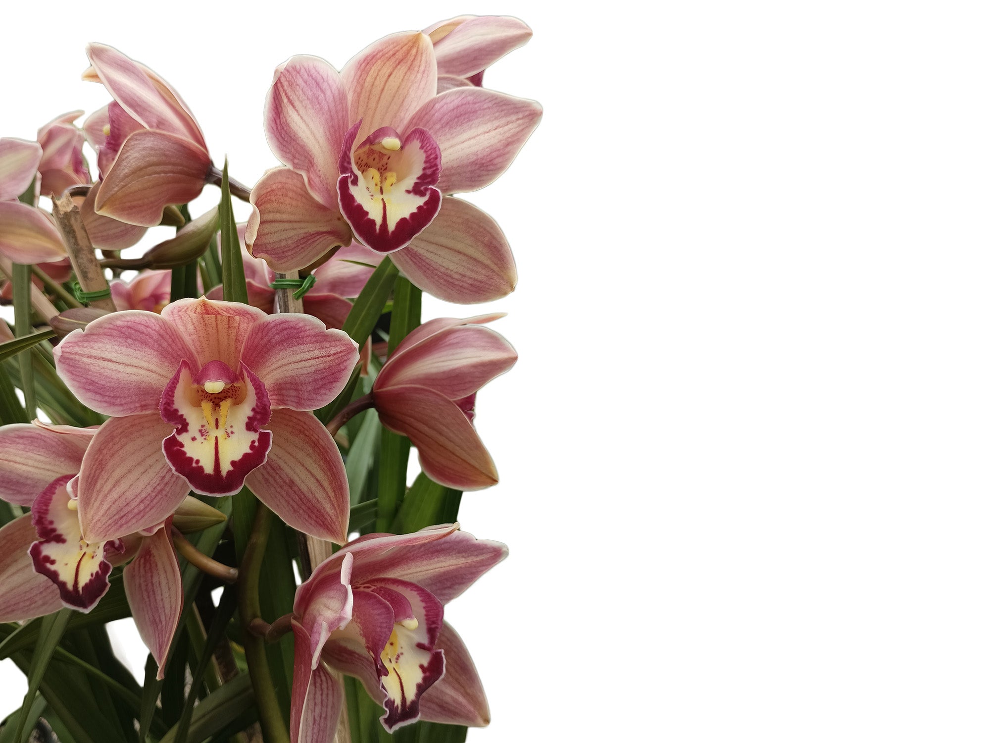 Cymbidium Hazel Tyers 'Santa Maria' (medium)