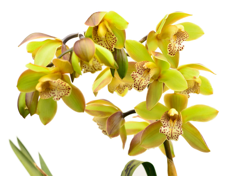 Cymbidium Honey Green Melissa
