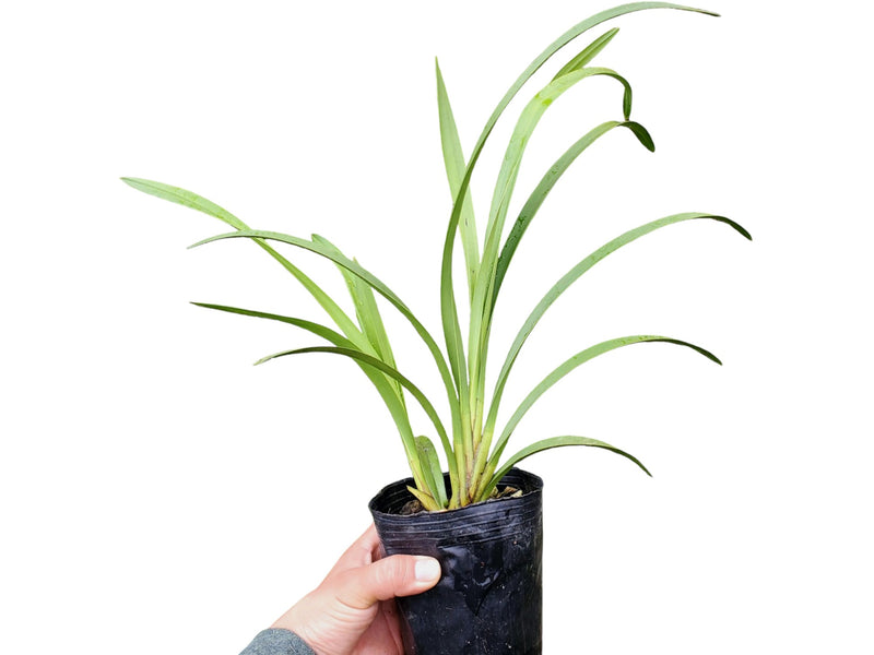 Cymbidium Ice on Fire 'Niketta' (medium)