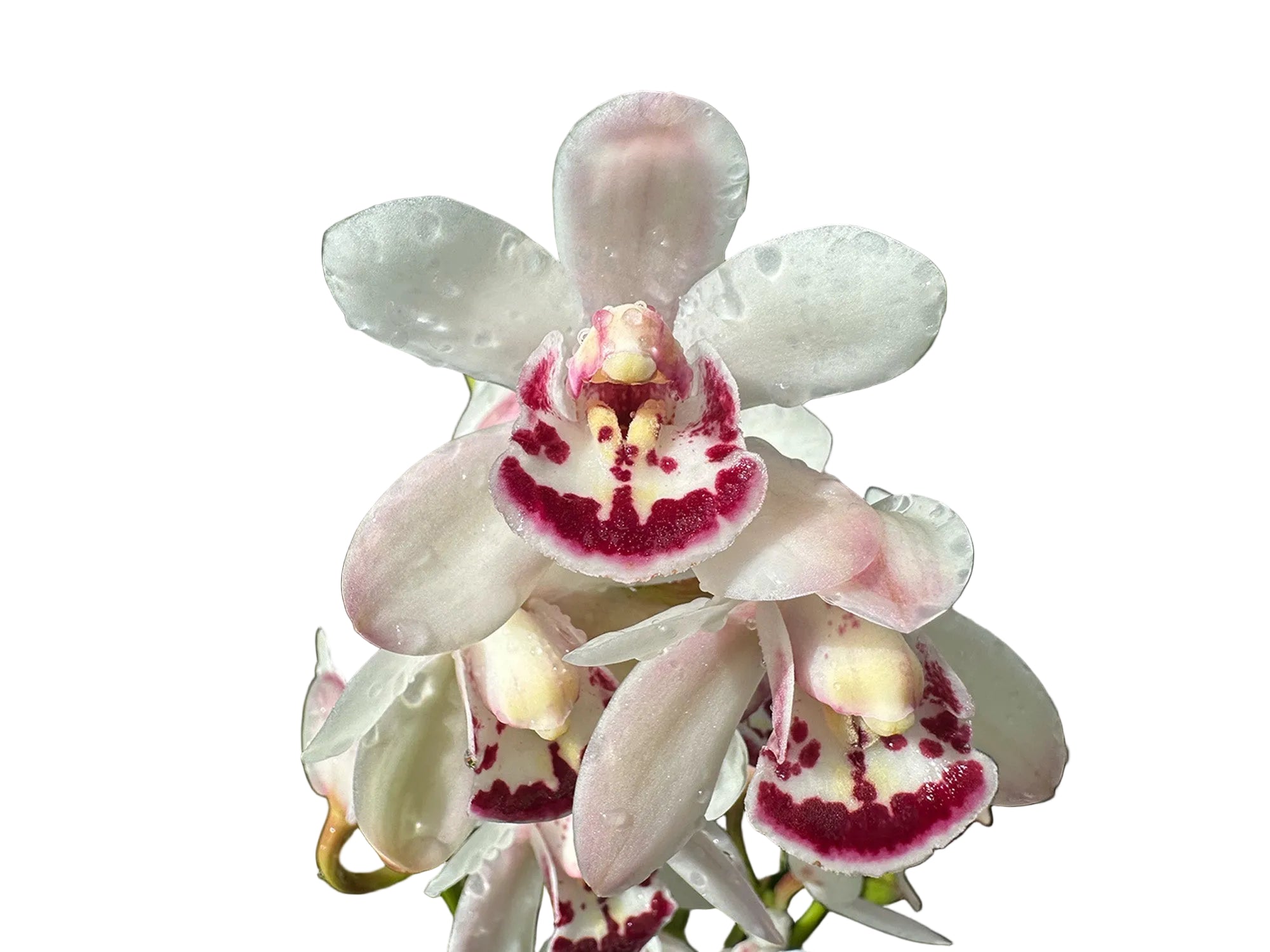Cymbidium Ice on Fire 'Niketta' (medium)