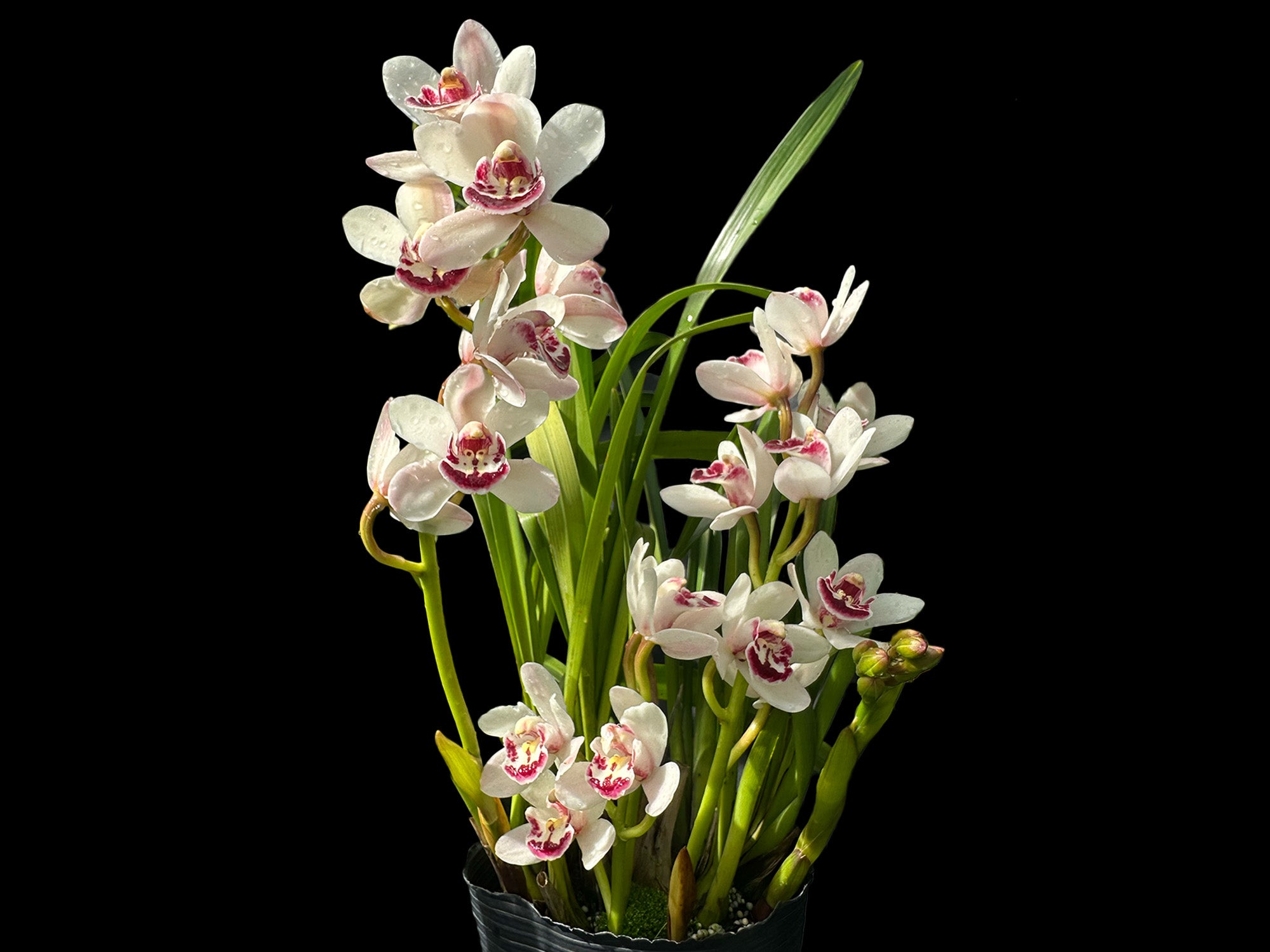 Cymbidium Ice on Fire 'Niketta' (medium) — Ecuagenera Orquídeas