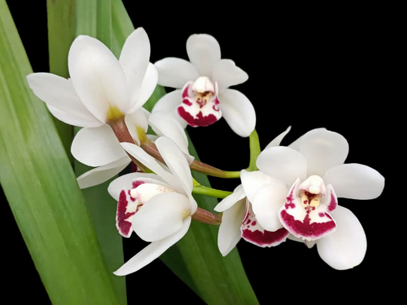 Cymbidium Ice on Fire 'Niketta' (medium)