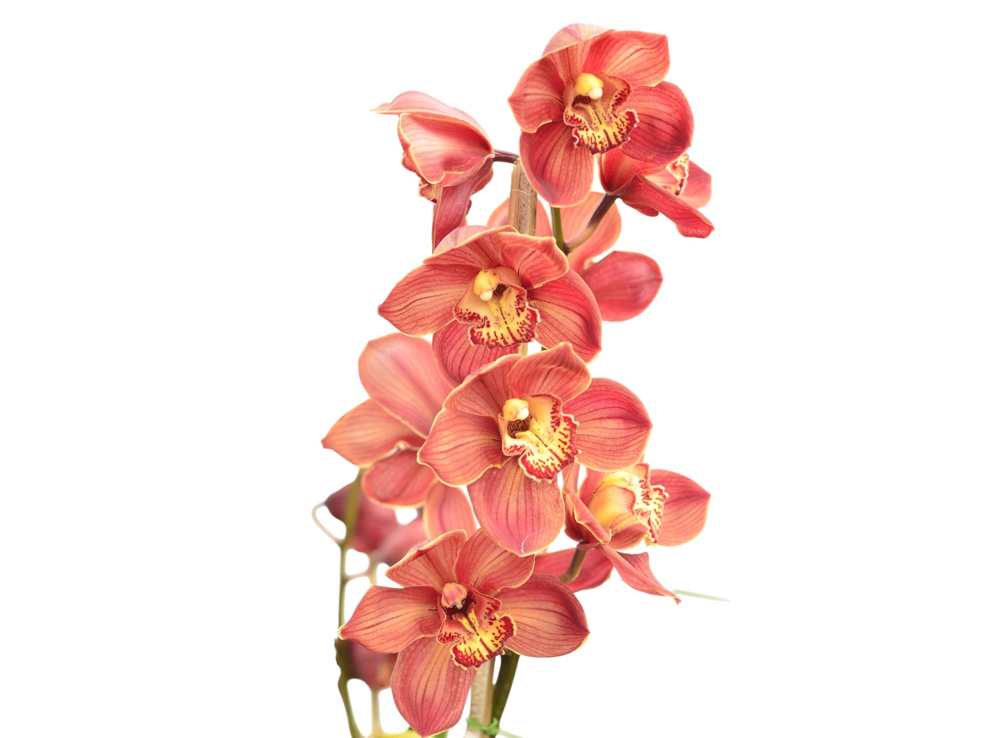 Cymbidium Ingapirca