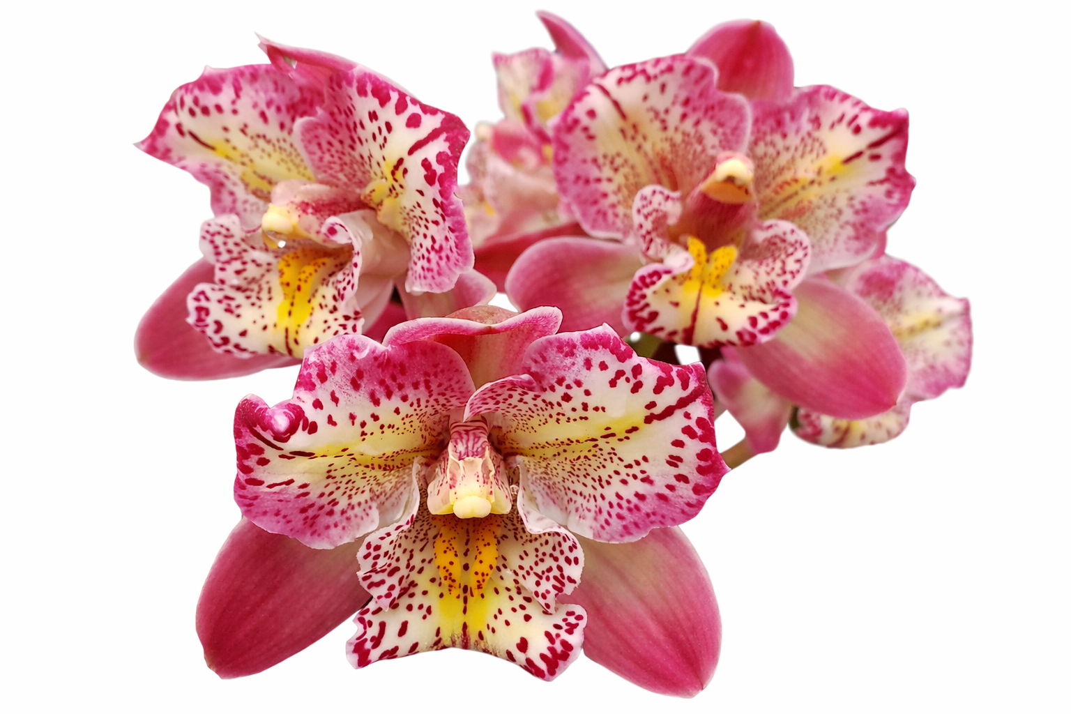 Cymbidium Italy Spot