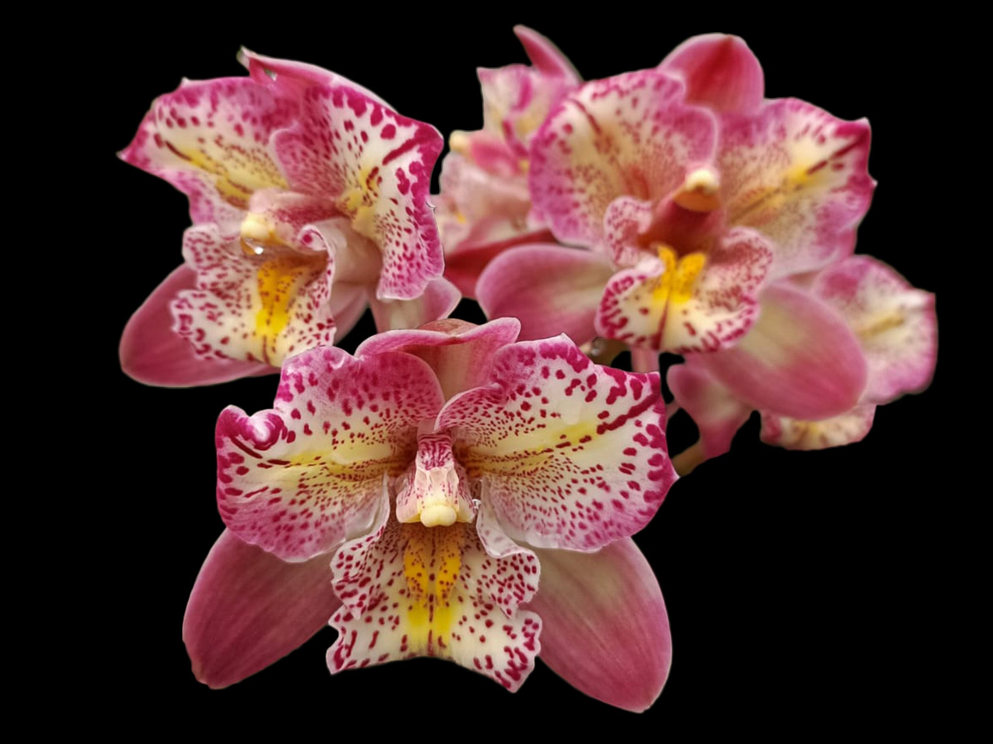 Cymbidium Italy Spot (medium)