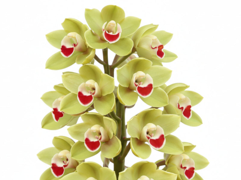 Cymbidium Jack Hudlow 'Waikanae'