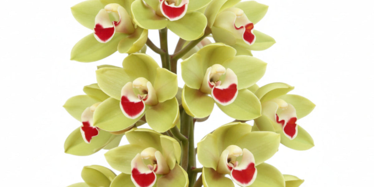 Cymbidium Jack Hudlow 'Waikanae' — Ecuagenera Orquídeas del Ecuador