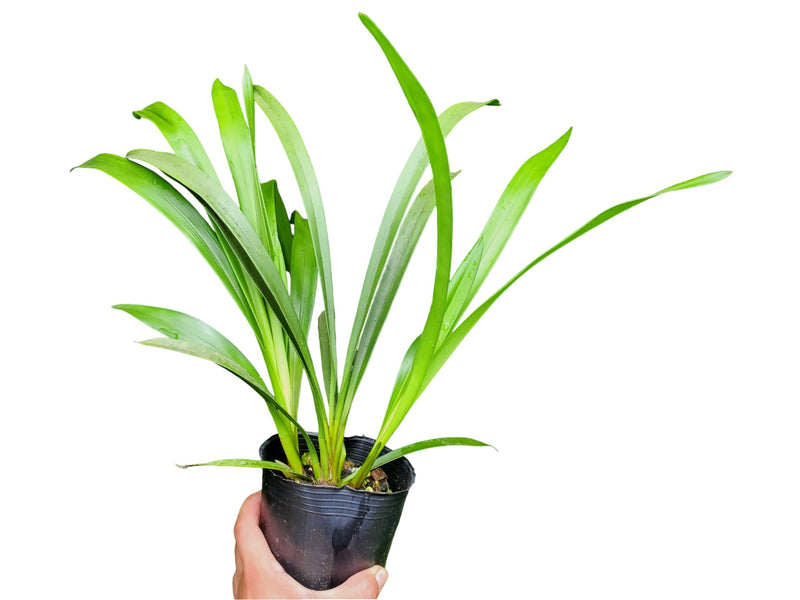 Cymbidium Jack hudlow 'Waikanae' (medium)