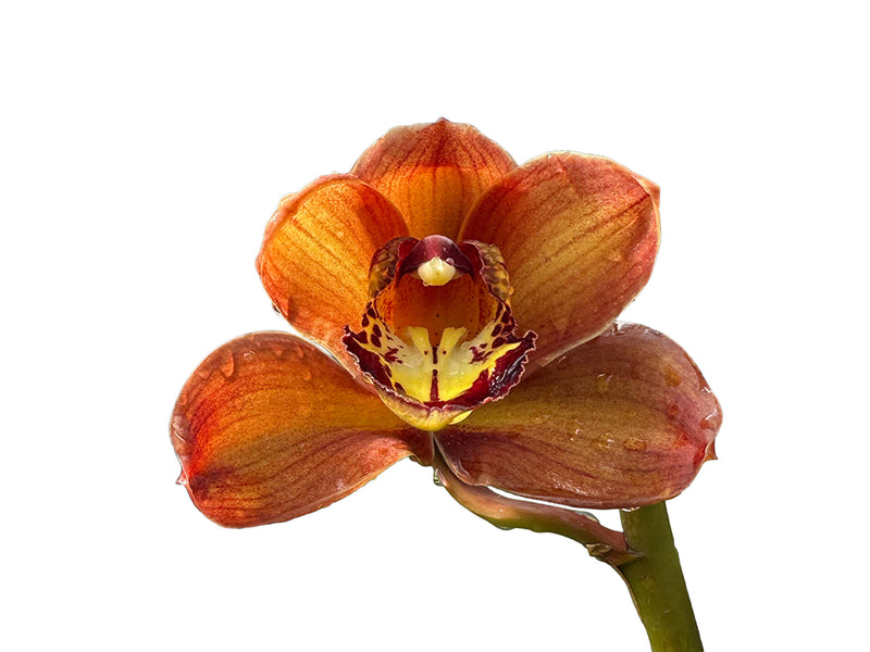 Cymbidium Jacobo Coat x Canipper x Mighthy Mouse Minnie (medium)