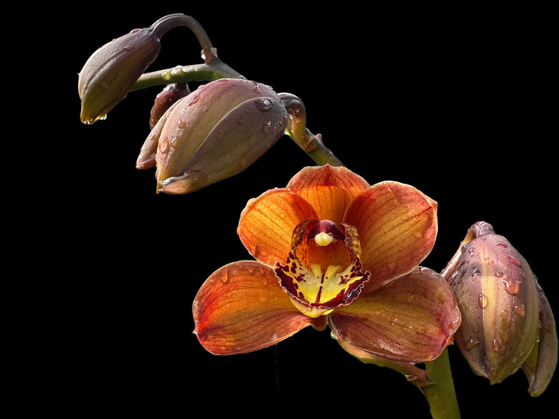 Cymbidium Jacobo Coat x Canipper x Mighthy Mouse Minnie (medium)