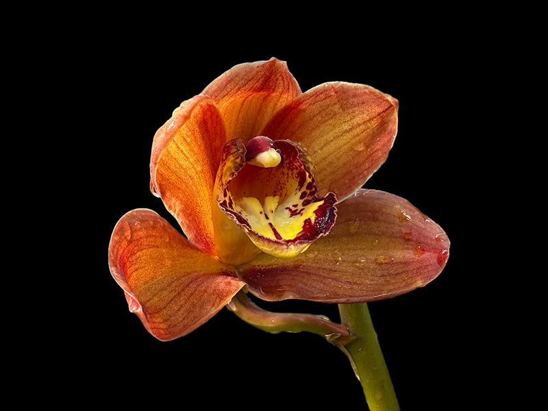 Cymbidium Jacobo Coat x Canipper x Mighthy Mouse Minnie (medium)