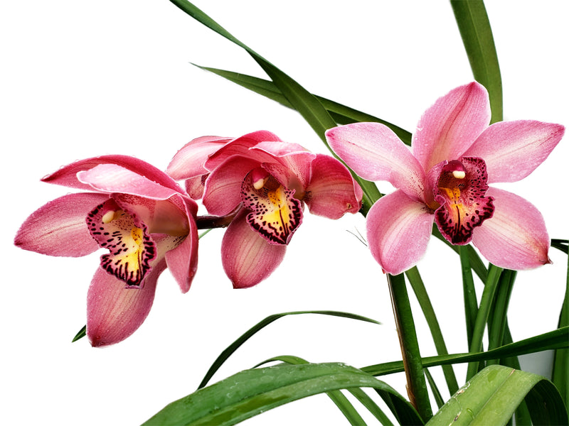 Cymbidium Jet Set Special Pink