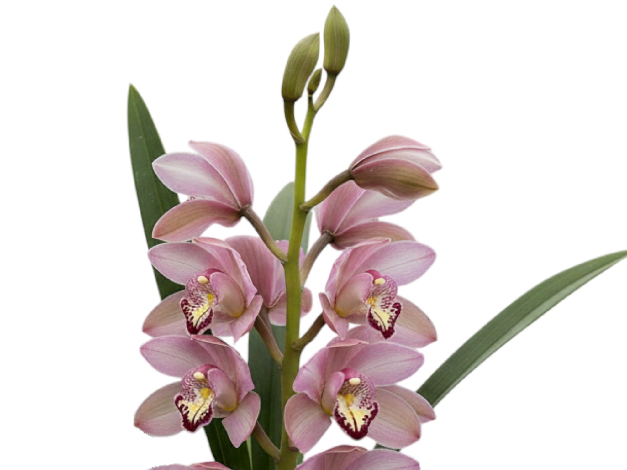 Cymbidium Jet Set Special Pink 1 h00230 (medium)