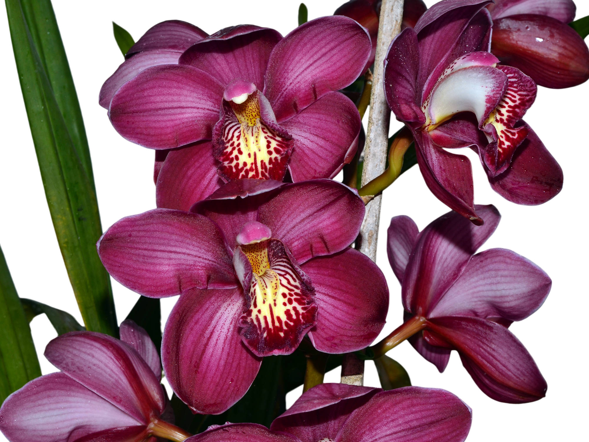 Cymbidium Kerta x Terama Warton x Pinata Liplocked (medium