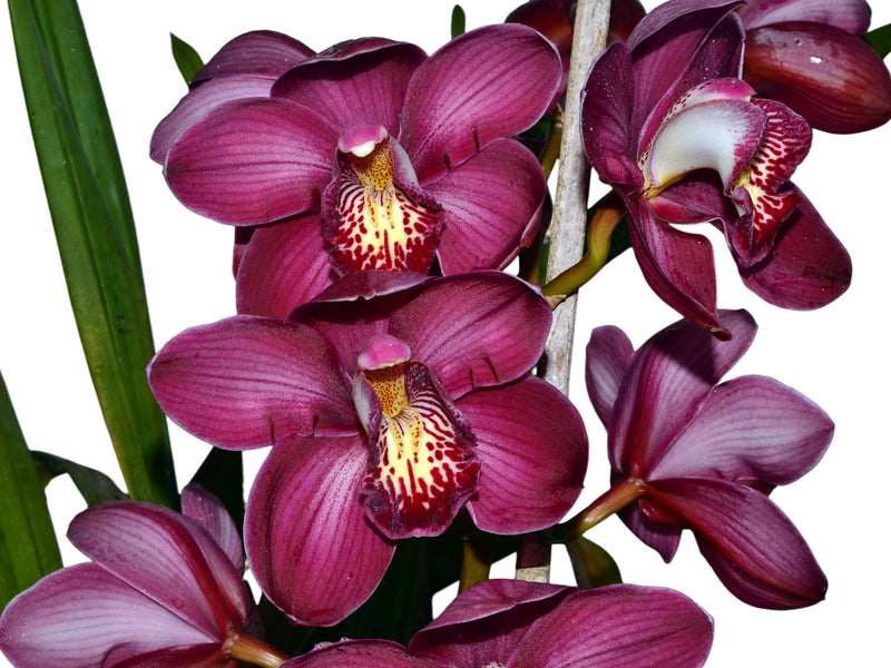 Cymbidium Kerta x Terama Warton x Pinata Liplocked (medium)